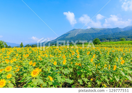 熊本縣阿蘇郡一心行向日葵田 熊本縣阿蘇郡一心行向日葵田 129777551