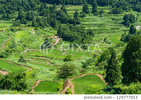 <<Niigata Prefecture>> Rice terraces at Hoshi Pass, summer rural scenery 129777853