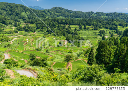 《新潟縣》星峠的梯田，夏日田園風光 129777855