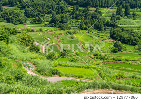 <<Niigata Prefecture>> Rice terraces at Hoshi Pass, summer rural scenery <<Niigata Prefecture>> Rice terraces at Hoshi Pass, summer rural scenery 129777860