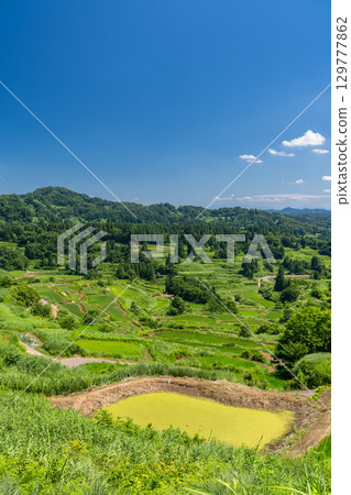 《新潟縣》星峠的梯田，夏日田園風光 129777862