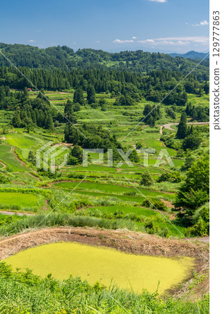 《新潟縣》星峠的梯田，夏日田園風光 129777863