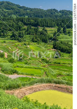 《新潟縣》星峠的梯田，夏日田園風光 129777864