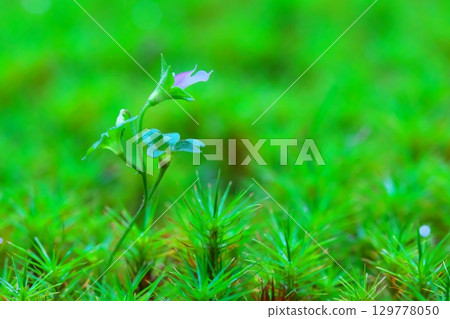 盛開在Polytrichum苔蘚森林裡的小花 盛開在Polytrichum苔蘚森林裡的小花 129778050