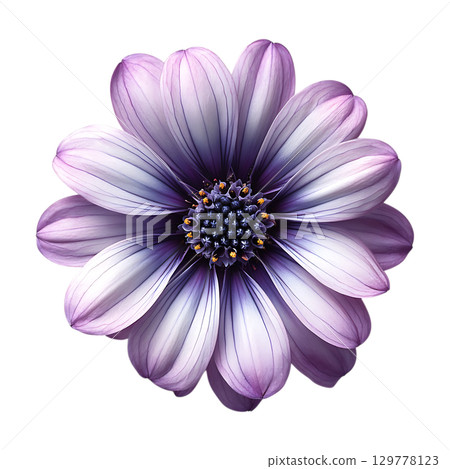 Purple Osteospermum Flower CloseUp Macro Photography of a Lilac Daisy On Transparent Background 129778123