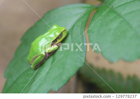  Tree frog on a leaf 129778237