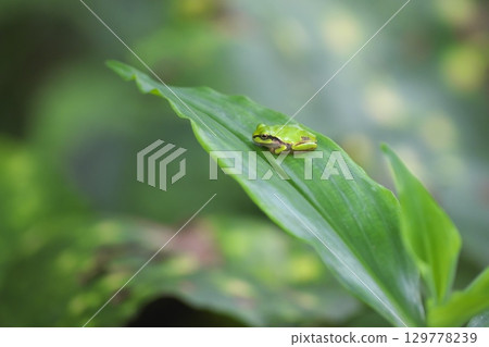 Tree frog on a leaf Tree frog on a leaf 129778239