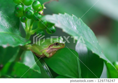Tree frog on a leaf Tree frog on a leaf 129778247