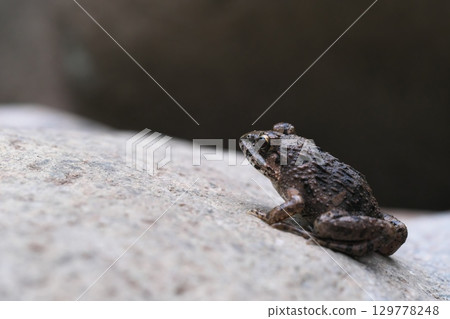 Frog on stone Frog on stone 129778248