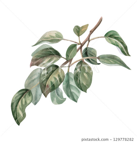 Pear tree branch. Isolated watercolor illustration for design of juice, puree, baby food, jam, compote packaging, printing on posters and clothes. 129778282