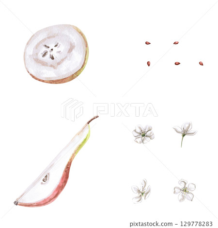 Part of a pear, a round piece, seeds and flowers. Isolated watercolor illustration of a set for designing packages of juices, purees, baby food, jam, compotes, printing on posters and clothes. Part of a pear, a round piece, seeds and flowers. Isolated watercolor illustration of a set for designing packages of juices, purees, baby food, jam, compotes, printing on posters and clothes. 129778283