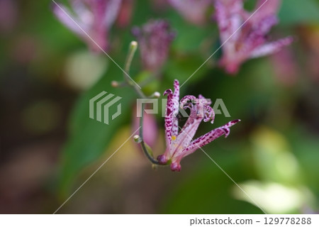 布穀鳥 布穀鳥 129778288