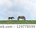 Horse eating grass in the meadow 129778599