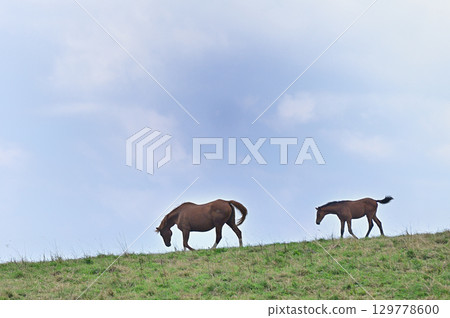 馬在草地上吃草 129778600