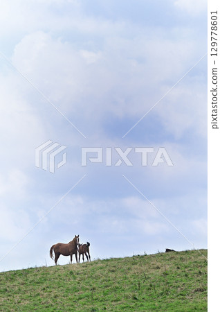 Horse eating grass in the meadow 129778601