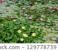 Wonderful Flowers Petals, Waterlily, Flora 129778739