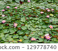 Waterlily Flowers In The Water 129778740