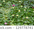 Waterlily Flowers In The Pond 129778741