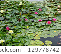 Pink and white flowers in the pond. Nymphaea in summer. 129778742