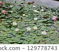 Beautiful flowers in the pond. Nymphaea in summer. 129778743
