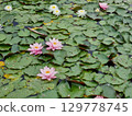 Beautiful flowers in the garden. Nymphaea in summer. 129778745