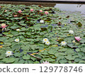 Wonderful Lotus Flower In Garden, Flora 129778746
