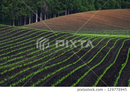 The green fields of Koiwai Farm in early summer 129778945
