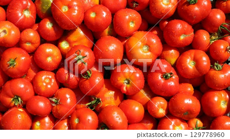 ripe red farm tomatoes agro background full frame, harvest of tomatoes stacked in several layers, beautiful fruits of tomato of different varieties grown in a greenhouse 129778960