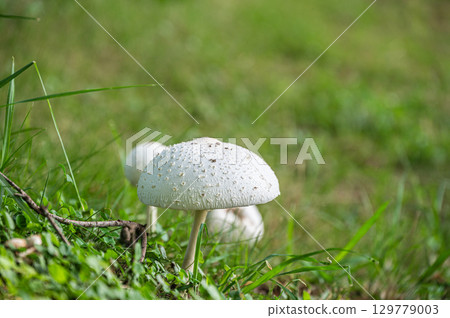 Oshilokarakasatake 129779003