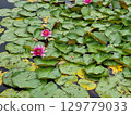 Flowers in the pond. Nymphaea. 129779033