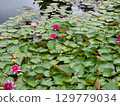 Flowers on the pond. Nymphaea. 129779034