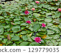 Beautiful flowers in the pond. Nymphaea. 129779035