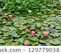 Waterlily flower, aquatic plant. Nymphaea. 129779038