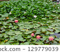 Amazing flowers in the pond. Nymphaea. 129779039