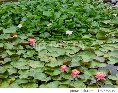 Amazing flowers in the pond. Nymphaea. 129779039
