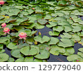 Beautiful flowers in the pond. Nymphaea. 129779040