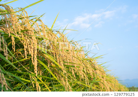 Fruit rice plant 129779125