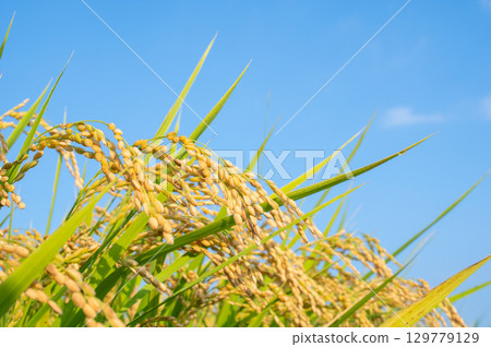 Fruit rice plant 129779129