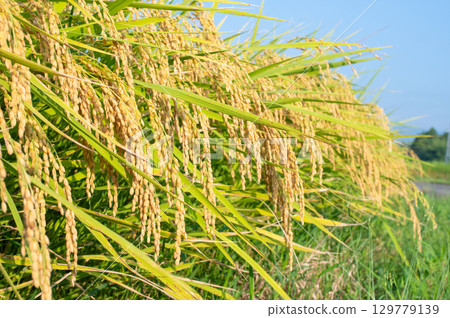 Fruit rice plant Fruit rice plant 129779139