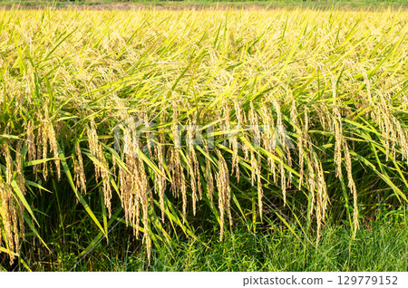 Fruit rice plant 129779152