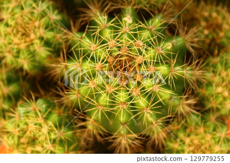 flowers in the garden 129779255