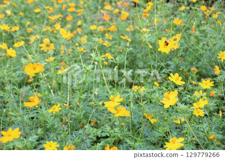 flowers in the garden flowers in the garden 129779266