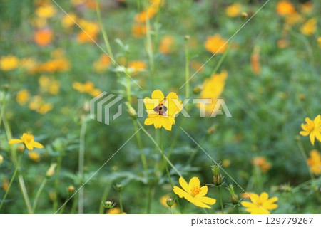 flowers in the garden flowers in the garden 129779267