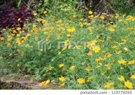 flowers in the garden 129779269