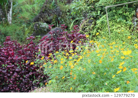 flowers in the garden 129779270