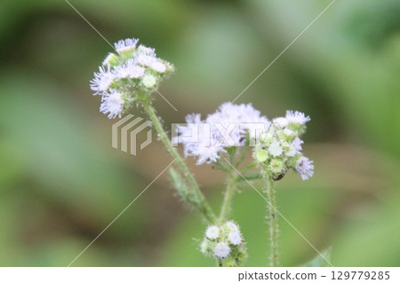 flowers in the garden 129779285