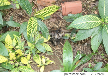 flowers in the garden 129779286