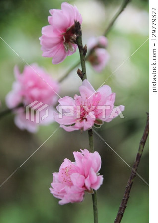 flowers in the garden 129779322