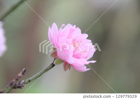 flowers in the garden flowers in the garden 129779329