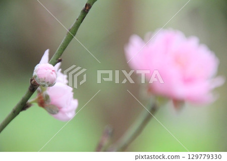 flowers in the garden 129779330